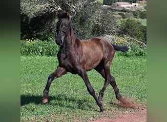 Menorquin, Mare, 1 year, 15.3 hh, Black
