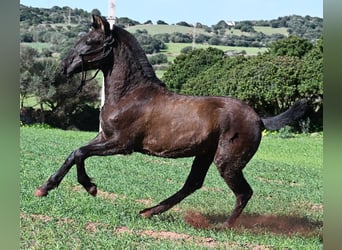 Menorquin, Mare, 1 year, 15.3 hh, Black