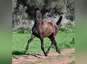 Menorquin, Mare, 1 year, 15.3 hh, Black
