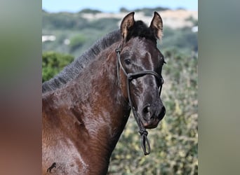 Menorquin, Mare, 1 year, 15.3 hh, Black