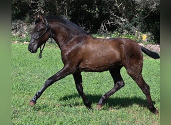 Menorquin, Mare, 1 year, 15.3 hh, Black