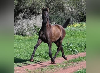 Menorquin, Mare, 1 year, 15.3 hh, Black