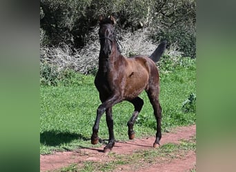 Menorquin, Mare, 1 year, 15.3 hh, Black