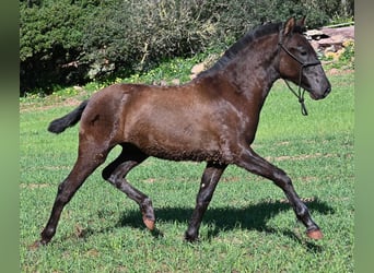 Menorquin, Mare, 1 year, 15.3 hh, Black