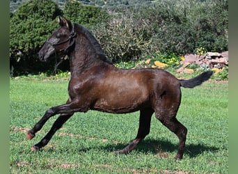 Menorquin, Mare, 1 year, 15.3 hh, Black