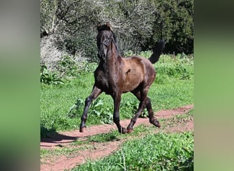 Menorquin, Mare, 1 year, 15.3 hh, Black