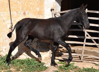 Menorquin, Mare, 1 year, 15,3 hh, Black