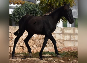 Menorquin, Mare, 1 year, 15,3 hh, Black