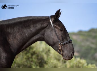 Menorquin, Mare, 1 year, 15,3 hh, Black