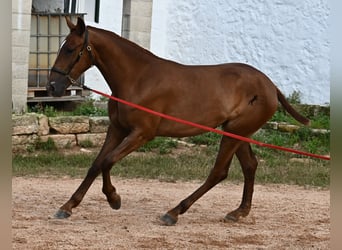 Menorquin, Mare, 1 year, 15,2 hh, Chestnut-Red