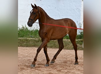 Menorquin, Mare, 1 year, 15,2 hh, Chestnut-Red