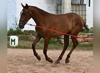 Menorquin, Mare, 1 year, 15,2 hh, Chestnut-Red