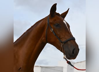 Menorquin, Mare, 1 year, 15,2 hh, Chestnut-Red