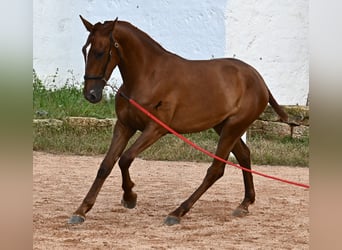 Menorquin, Mare, 1 year, 15,2 hh, Chestnut-Red