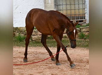 Menorquin, Mare, 1 year, 15,2 hh, Chestnut-Red