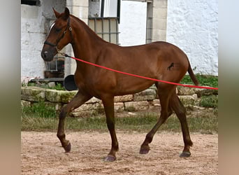 Menorquin, Mare, 1 year, 15,2 hh, Chestnut-Red