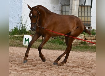 Menorquin, Mare, 1 year, 15,2 hh, Chestnut-Red