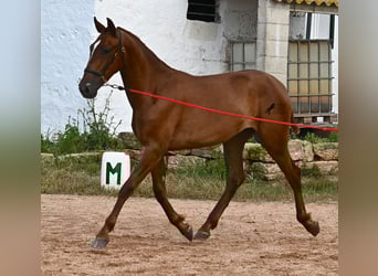 Menorquin, Mare, 1 year, 15,2 hh, Chestnut-Red