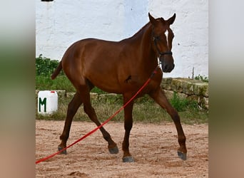 Menorquin, Mare, 1 year, 15,2 hh, Chestnut-Red