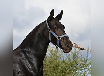 Menorquin, Mare, 1 year, 16 hh, Black