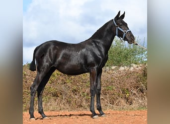 Menorquin, Mare, 1 year, 16 hh, Black