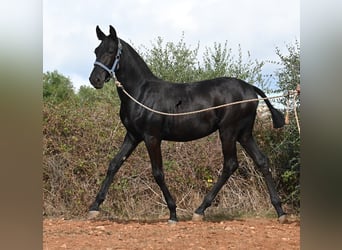 Menorquin, Mare, 1 year, 16 hh, Black