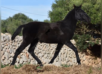 Menorquin, Mare, 1 year, 16 hh, Black