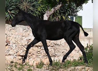 Menorquin, Mare, 1 year, 16 hh, Black