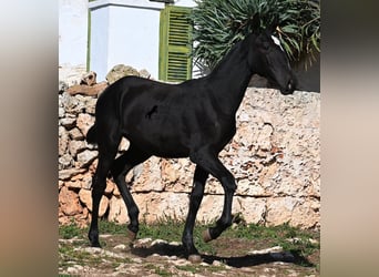 Menorquin, Mare, 1 year, 16 hh, Black