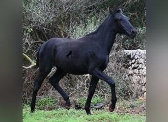 Menorquin, Mare, 1 year, 16 hh, Black
