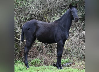 Menorquin, Mare, 1 year, 16 hh, Black