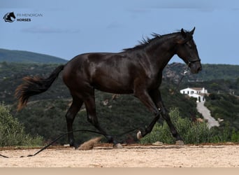 Menorquin, Mare, 1 year, 16 hh, Black