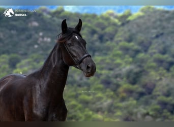 Menorquin, Mare, 1 year, 16 hh, Black