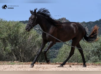 Menorquin, Mare, 1 year, 16 hh, Black