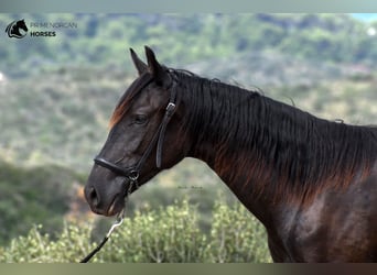 Menorquin, Mare, 1 year, 16 hh, Black