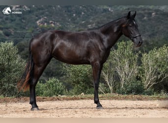 Menorquin, Mare, 1 year, 16 hh, Black