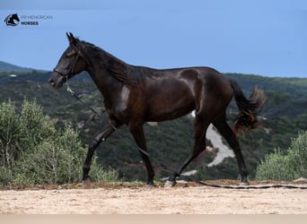 Menorquin, Mare, 1 year, 16 hh, Black
