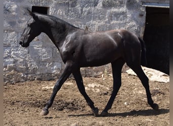 Menorquin, Mare, 1 year, 16 hh, Black