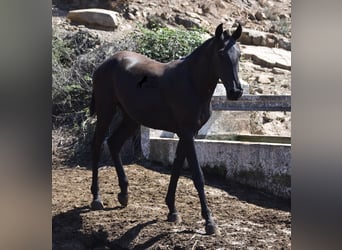 Menorquin, Mare, 1 year, 16 hh, Black