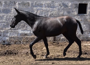 Menorquin, Mare, 1 year, 16 hh, Black