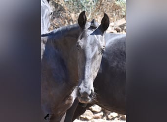 Menorquin, Mare, 1 year, 16 hh, Black