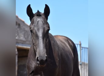 Menorquin, Mare, 1 year, 16 hh, Black