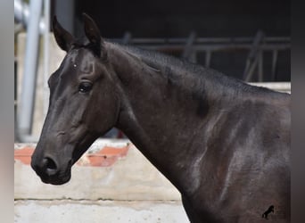 Menorquin, Mare, 1 year, 16 hh, Black