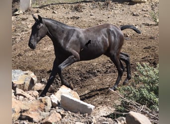 Menorquin, Mare, 1 year, 16 hh, Black