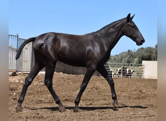 Menorquin, Mare, 1 year, 16 hh, Black
