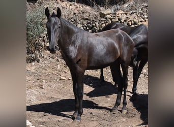 Menorquin, Mare, 1 year, 16 hh, Black
