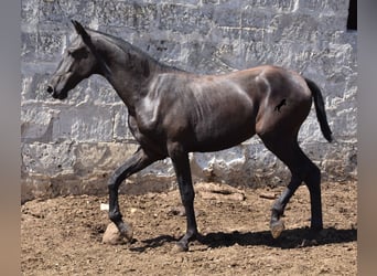 Menorquin, Mare, 1 year, 16 hh, Black
