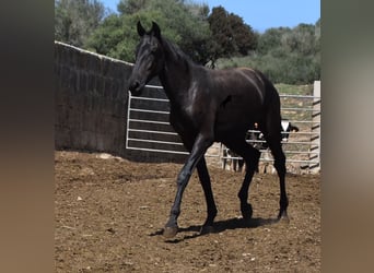 Menorquin, Mare, 1 year, 16 hh, Black