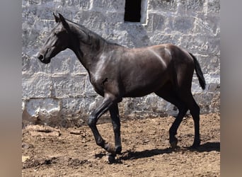 Menorquin, Mare, 1 year, 16 hh, Black