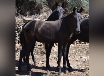 Menorquin, Mare, 1 year, 16 hh, Black